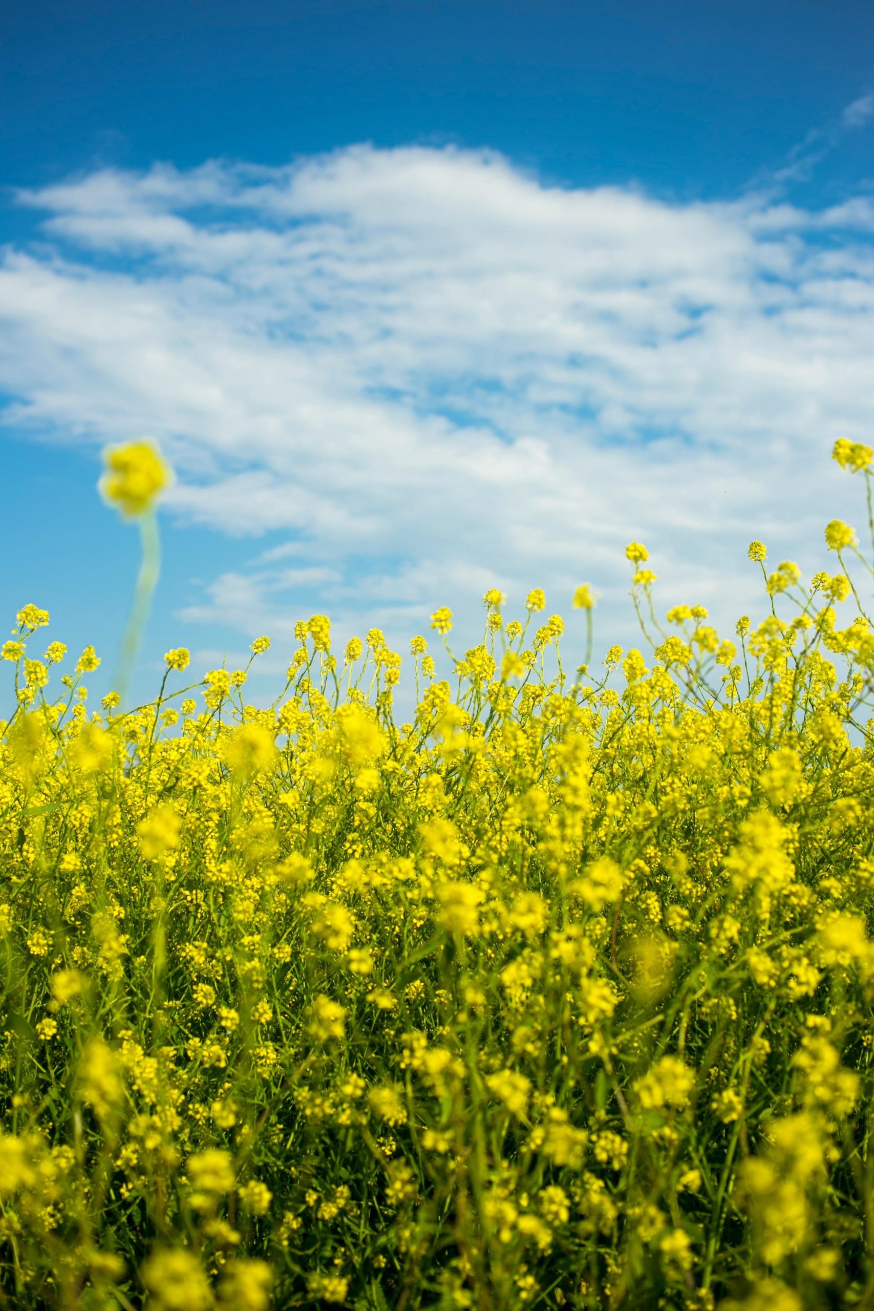 Vibrant yellow flowers in a sunny field under a bright blue sky with scattered clouds.